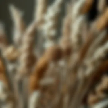 A close-up view of various dried plant species with unique textures