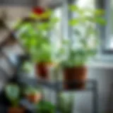 Close-up of steel plant stand showcasing plants thriving