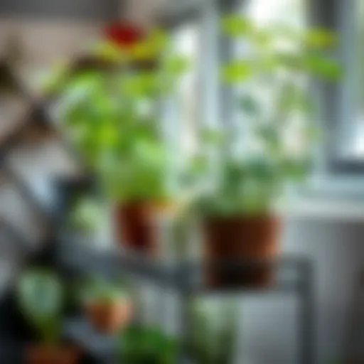 Close-up of steel plant stand showcasing plants thriving